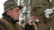 Lesník Ji�í Merunka pou�ívá sekyrku, aby se mohl podívat pod k�ru stromu.  