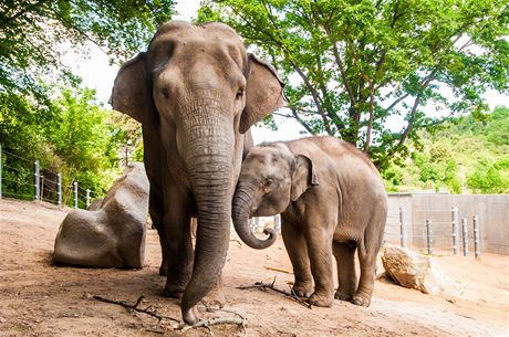 Slon indick s mldtem v Zoo Praha