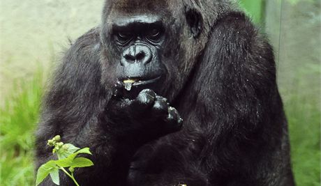 Judita patila v tém 49 letech mezi jedenáct nejstarích goril v evropských