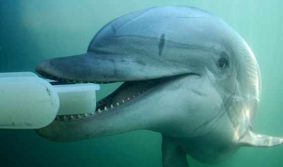 Delfíni mohou prozkoumávat moe kamerovým systémem nebo dopravovat potápm...