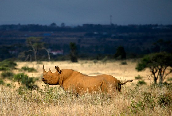 Nosoroec v savan národního parku v keském Nairobi kontrastuje s tmavým nebem.