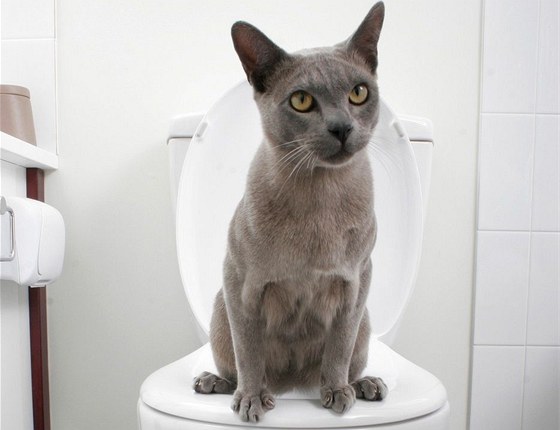 Některé kočky se naučí chodit na normální záchod za pár týdnů, některé vůbec.