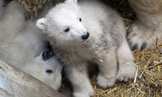 Mláata ledniho mdvda z brnnské zoo