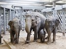 Nový sloninec v pražské zoo
