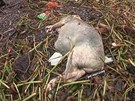 íané u vytáhli z eky Chuang-pchu pes est a pl tisíce uhynulých prasat