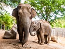 Slon indický s mládtem v Zoo Praha