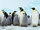 Samci antarktických tuák císaských se svými mláaty 