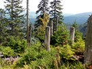 Trojmezenský prales, nejvtí a nejdochovalejí horský smrkový prales v R....