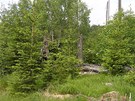 NP Bavorský les - nad Alte Klause cca 1 050 m n.m. - takhle vypadají místa, kde...