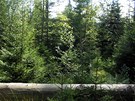 NP Bavorský les - Seelensteig - nií údolní polohy parku. Takhle vypadá v roce...