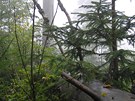 Nií partie Trojmezenského pralesa z nadmoské výky 1050 m n.m., kde u se...
