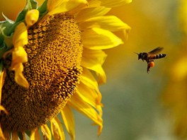 DLNICE. Fotografovi se podailo zachytit letmý okamik, kdy se vela chystá...