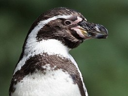Dosp�lý tu��ák Humboldt�v v pra�ské zoo