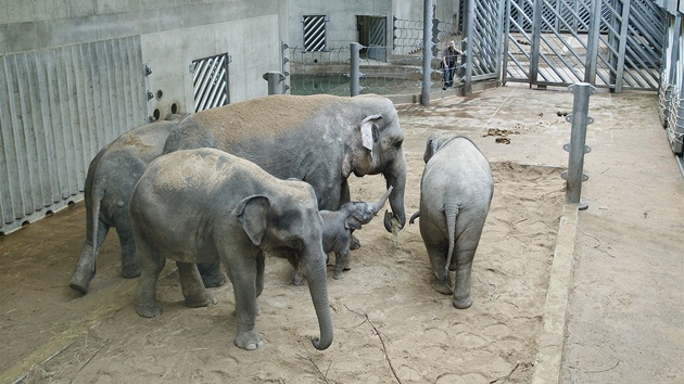 Nov sloninec v prask zoo