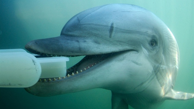 Delfni mohou prozkoumvat moe kamerovm systmem nebo dopravovat potpm potebn zazen.