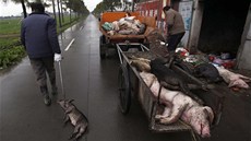 V �ínské �anghaji z �eky Chuang-pchu stále tahají stovky uhynulých prasat,...