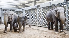 Nový sloninec v praské zoo
