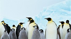 Samci antarktických tuák císaských se svými mláaty 
