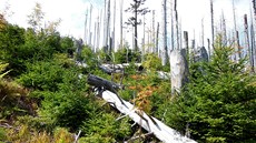 Trojmezenský prales, nejvtí a nejdochovalejí  horský smrkový prales v R....