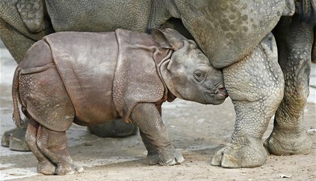 Ttdenn mld nosoroce indickho se nehne na krok od sv matky.