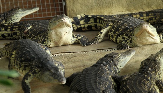 Agro Jeviovice zaalo jako první v eku poráet krokodýly nilské.