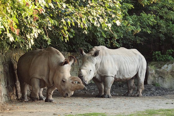 Samice bílého nosoroce severního Nabiré (vlevo) a samec nosoroce bílého...