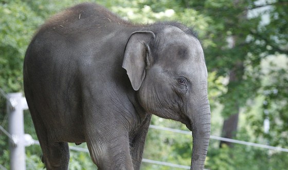 Slonici Tonye bylo necelých pět let, do pražské zoo přicestovala loni z Rotterdamu.