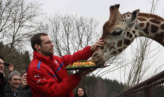 Petr ech krmí v olomoucké zoo na Svatém Kopeku samici irafy Rothschildovy.