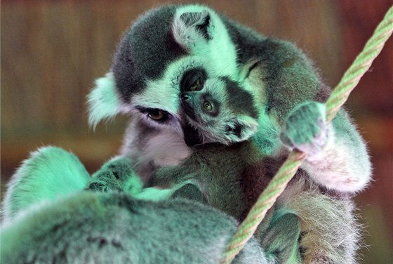 Lemur kata. I tyto opiky se o svá mláata píkladn starají. Matka je vtinou