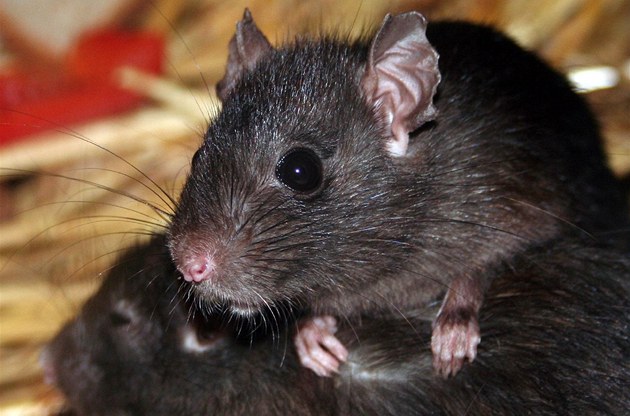 Potkan (ilustrační foto)
