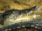 Agro Jeviovice zane na pelomu dubna a kvtna poráet krokodýly nilské.