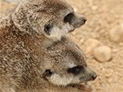 Suché savany, pout a polopout jsou domovem surikat. Ukrývají se ve skalních