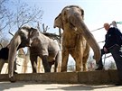 Sloni z praské zoo se u o víkendu pedstaví v novém pavilonu.