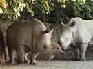 Samice blho nosoroce severnho Nabir (vlevo) a samec nosoroce blho...