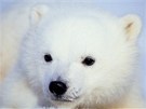 Tímsíní mlád ledního medvda vypadá jako plyová hraka. Ilustraní foto