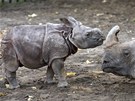 Títýdenní mlád nosoroce indického se svojí matkou
