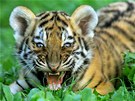 Mlád tygra ussurijského 