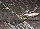 Z dut� trubky a lana pracovn�ci zoo vytvo�ili i odchytov� za��zen� na krokod�ly.