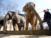 Sloni z pražské zoo se už o víkendu představí v novém pavilonu.
