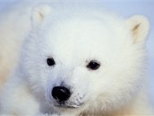 Tříměsíční mládě ledního medvěda vypadá jako plyšová hračka. Ilustrační foto