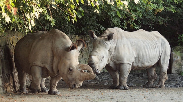 Samice bílého nosorožce severního Nabiré (vlevo) a samec nosorožce bílého jižního Natal.
