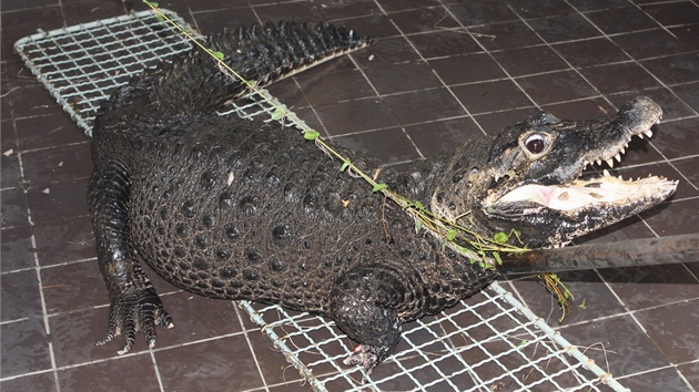 Z dut trubky a lana pracovnci zoo vytvoili i odchytov zazen na krokodly.