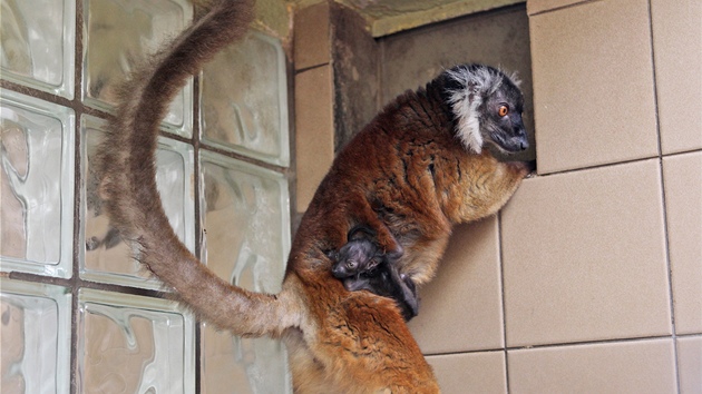 Lemur ern v jihlavsk zoo. Mlata se dr matina koichu.