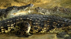 Agro Jeviovice zaalo jako první v eku poráet krokodýly nilské.