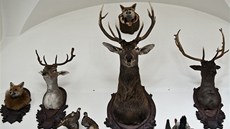 V �eskolipském muzeu p�ipravili unikátní výstavu o myslivosti.