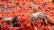 Pobeí Chile zaplavili mrtví garnáti.