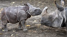 Nosoroec v savan národního parku v keském Nairobi kontrastuje s tmavým nebem.