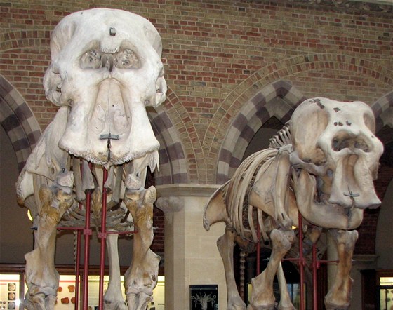 Sochy slon v muzeích elí v posledních letech zvýenému zájmu lupi práv