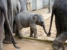 Sloní mlád Sita v novém pavilonu