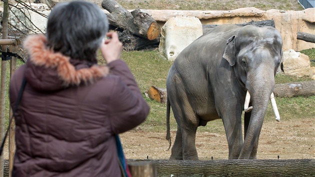 Oteven pavilonu dol slon v prask zoologick zahrad